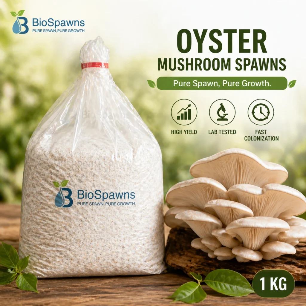 Oyster mushroom spawn in India by BioSpawns